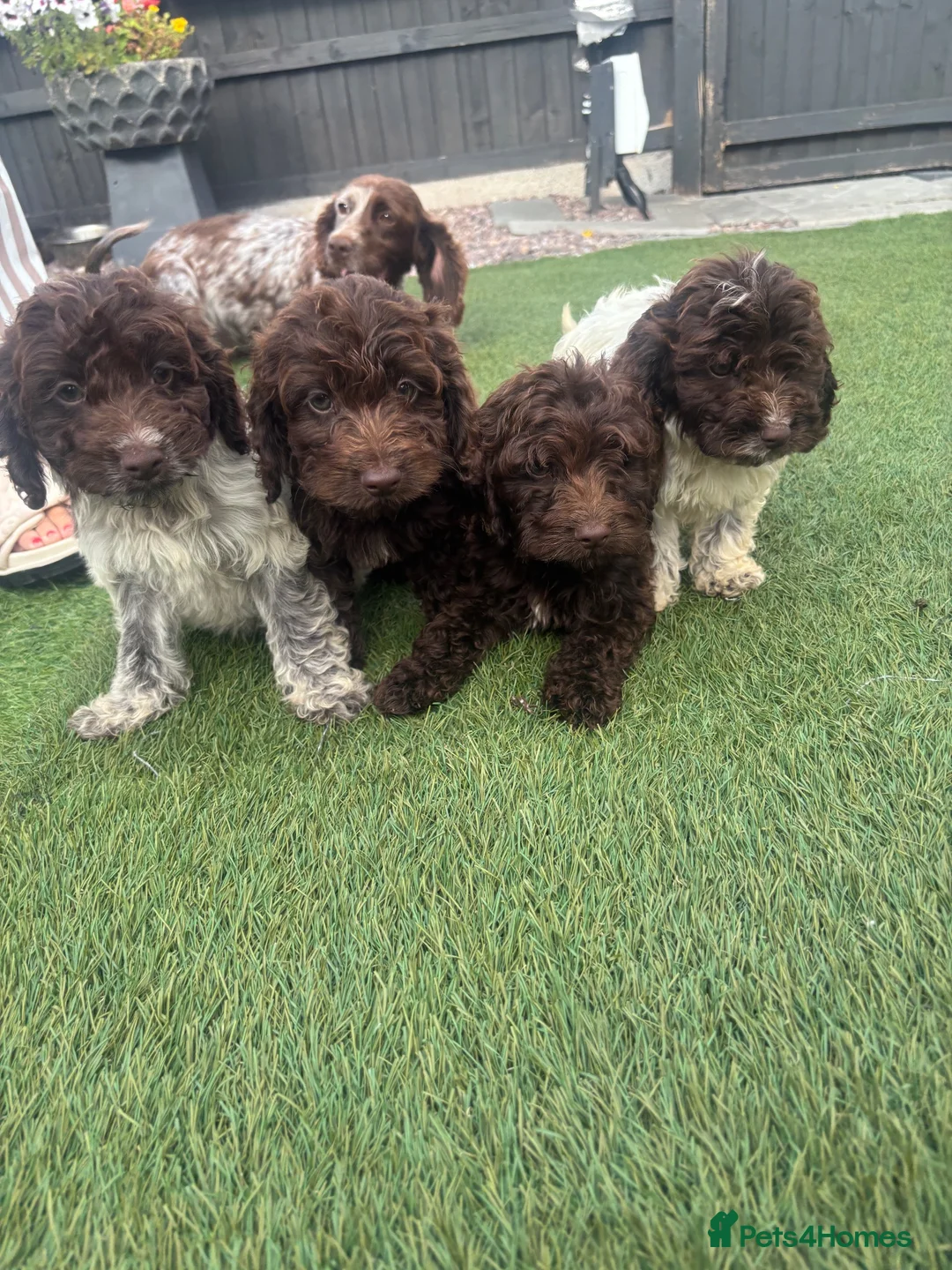Cockapoo dogs for sale: 4 beautiful f1 cockapoos - Advert 1