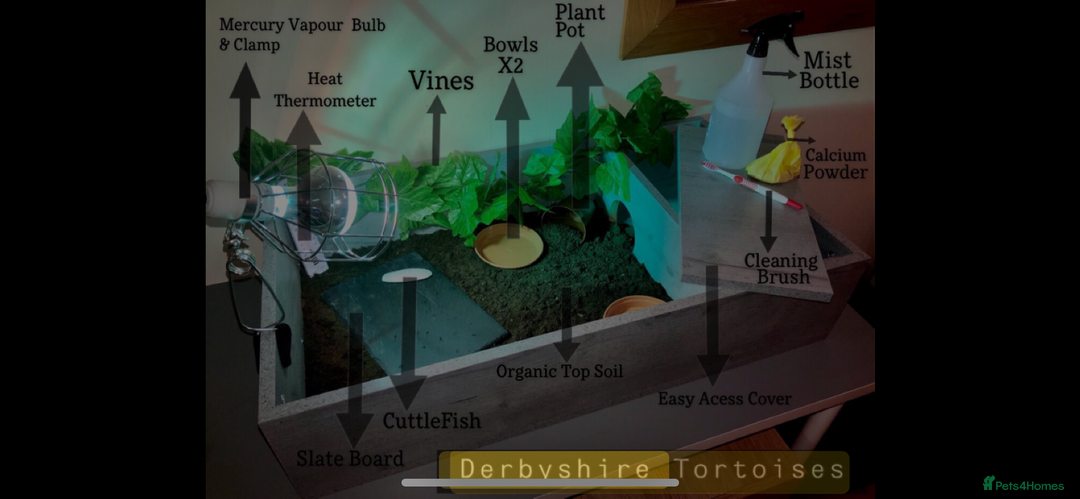 Tortoise reptiles for sale: Beautiful Baby Tortoises & Full Set Ups - Advert 4