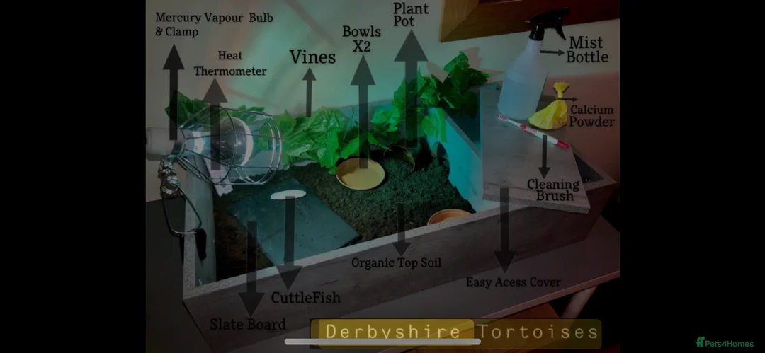 Tortoise reptiles for sale: Beautiful Baby Tortoises & Full Set Ups - Advert 9