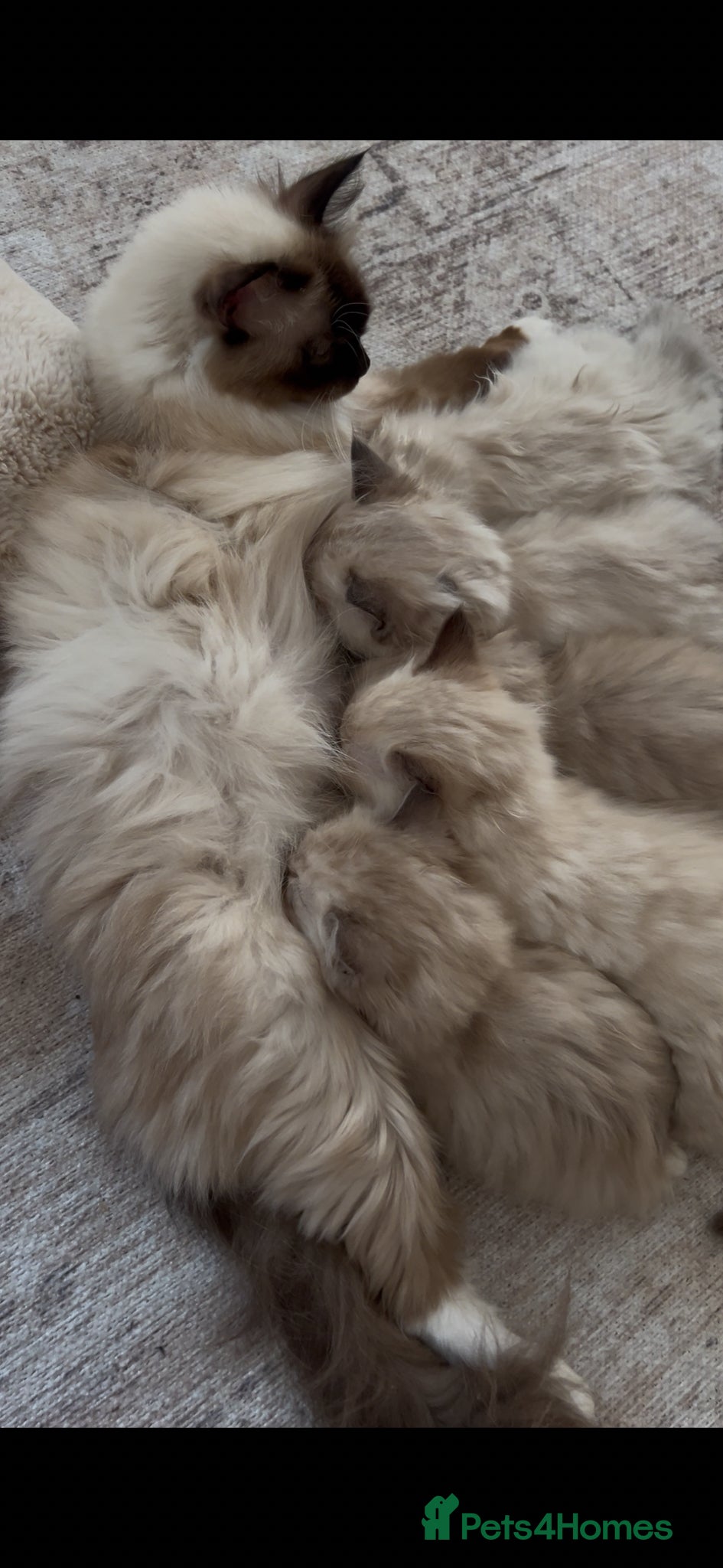 Ragdoll cats for sale: Quality Ragdoll Cherubim Mink Smoke Kittens - Advert 1