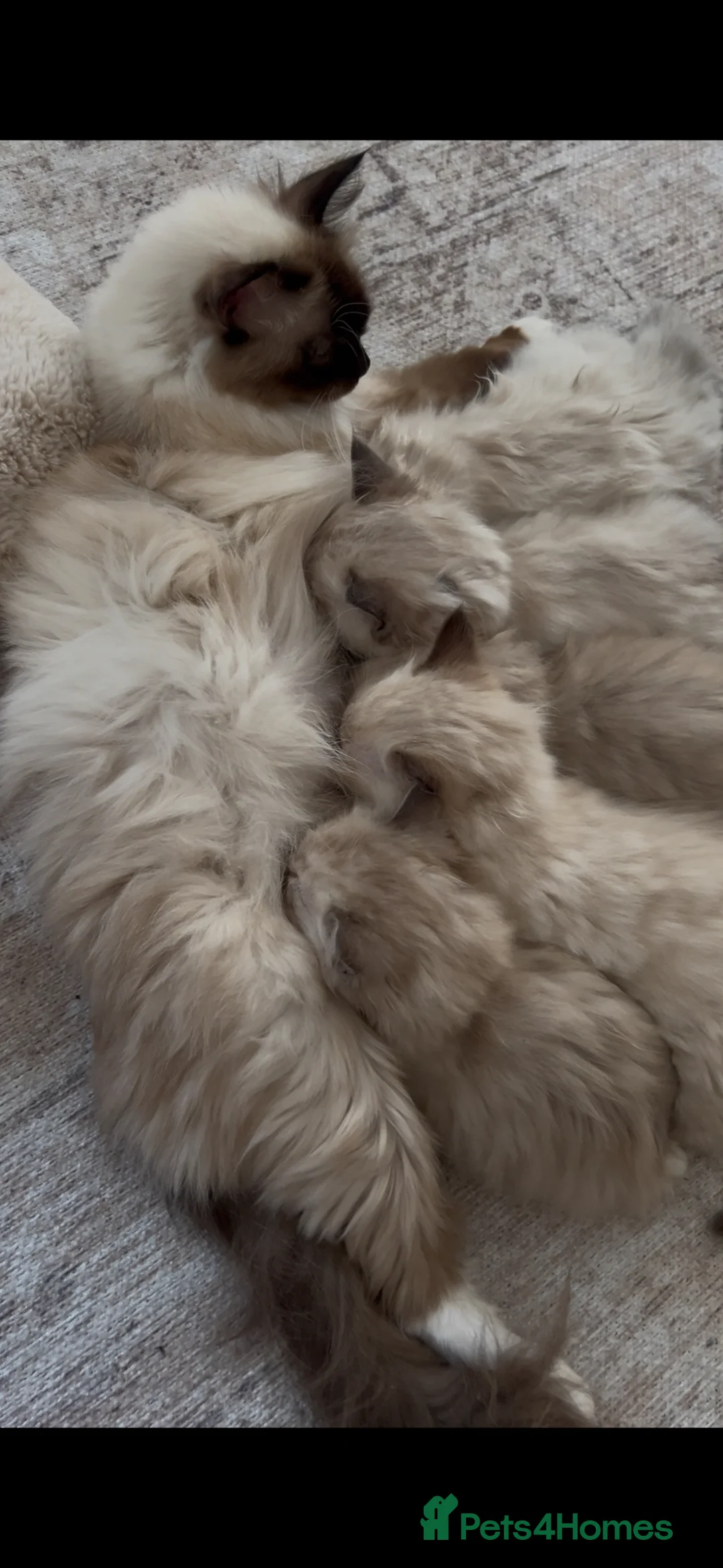 Ragdoll cats for sale: Quality Ragdoll Cherubim Mink Smoke Kittens - Advert 1