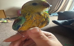 Parakeets birds for sale: Handreared and super tame red rump - Image 2