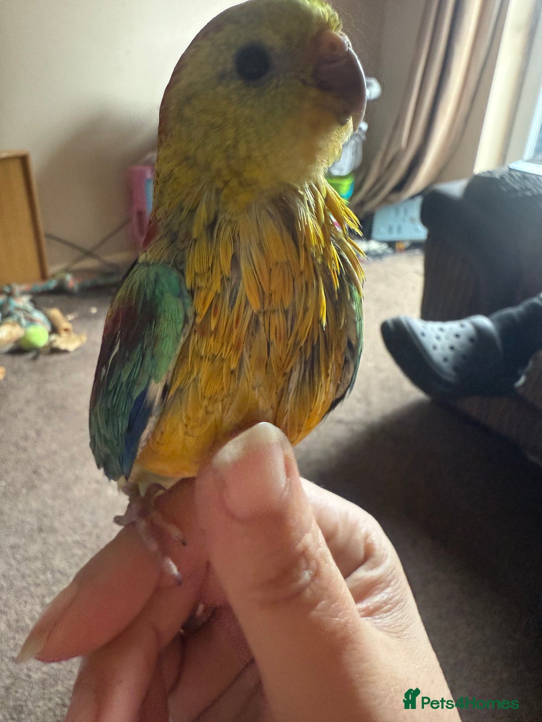 Parakeets birds for sale: Handreared and super tame red rump - Image 2