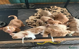 American Bully dogs for sale: Price Drop American pocket x American bully pups  in Bathgate - Image 28