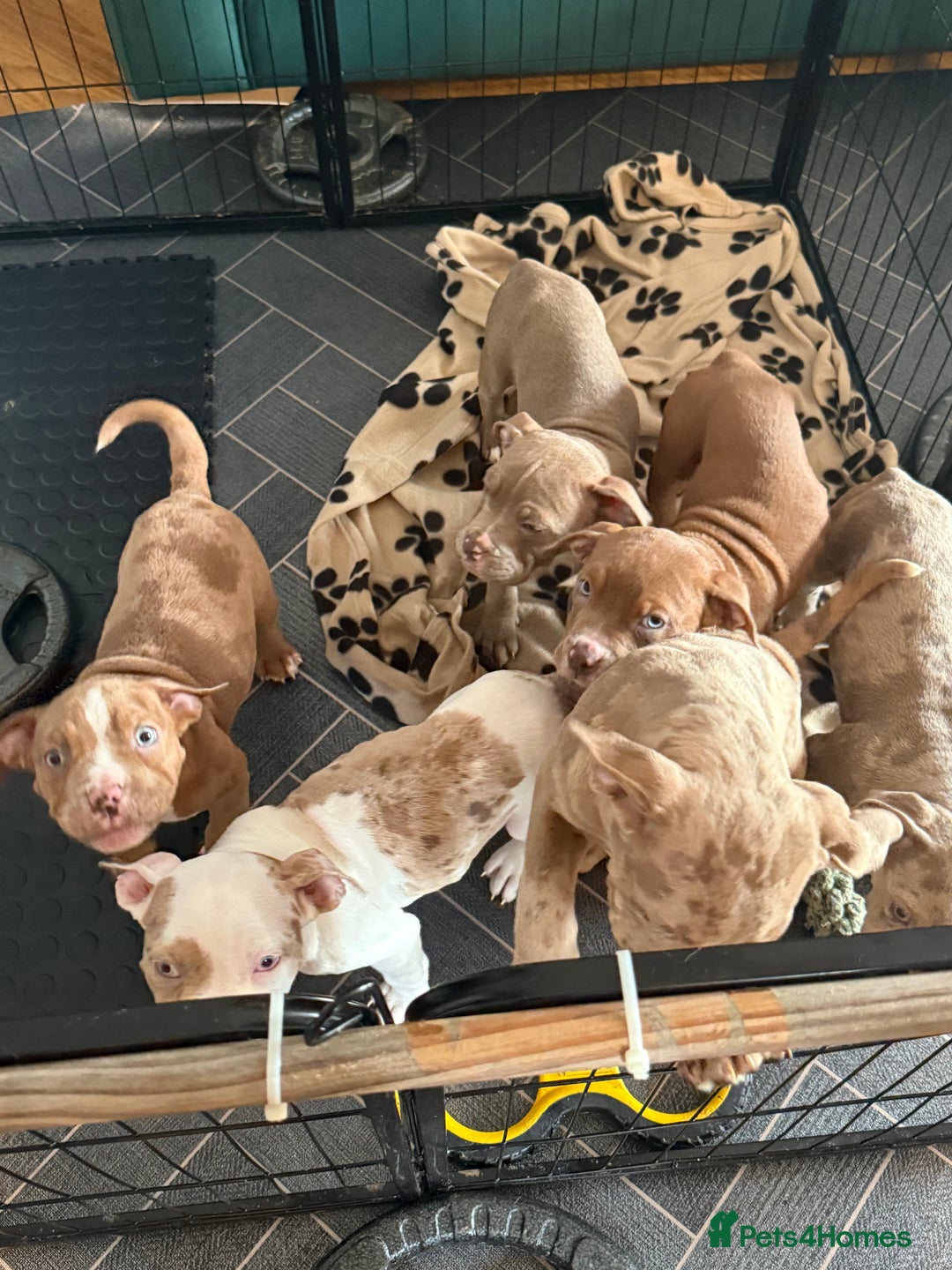 American Bully dogs for sale: Price Drop American pocket x American bully pups  in Bathgate - Image 28