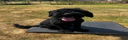 Russian Black Terrier dogs for sale: Hercules  - Advert 4