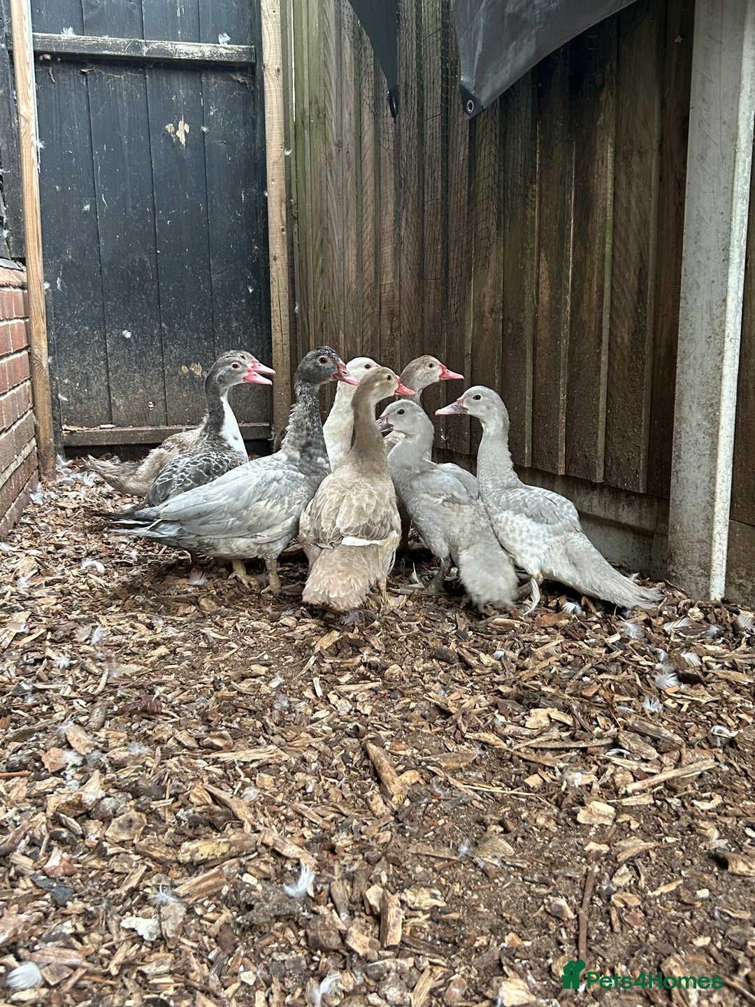 Ducks poultry for sale: Muscovy duck pairs  - Image 2