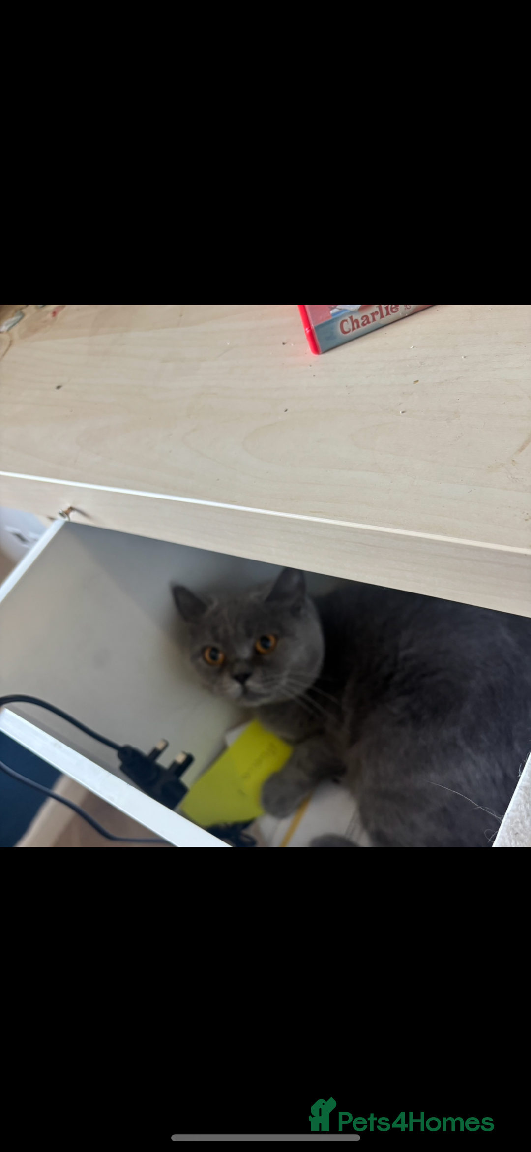 British Shorthair cats for sale: British Blue X Ragdoll champion bloodline  - Image 5