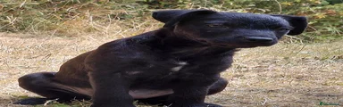 Patterdale Terrier Puppy 2