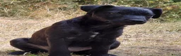 Patterdale Terrier dogs for sale: 2x Patterdale puppies - female - available now - Advert 4