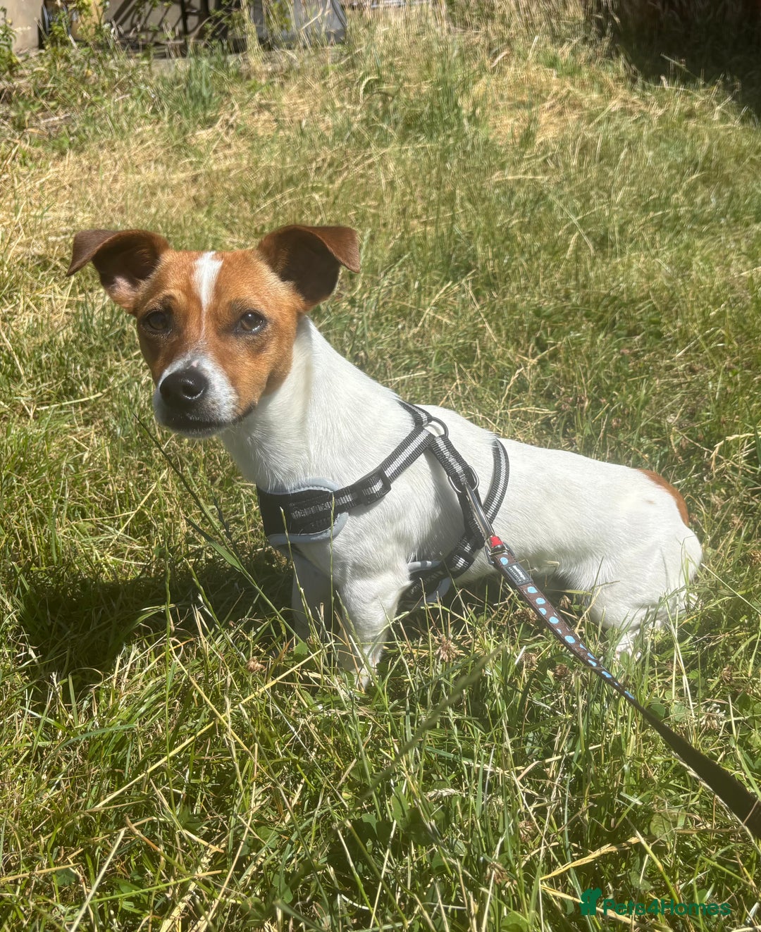 Jack Russell dogs for adoption: Benji * Jack Russell * 240712 - Image 1