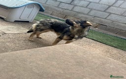 Mixed Breed dogs for adoption: Meet Isacc, currently residing in Cheshire  in Nantwich - Image 14