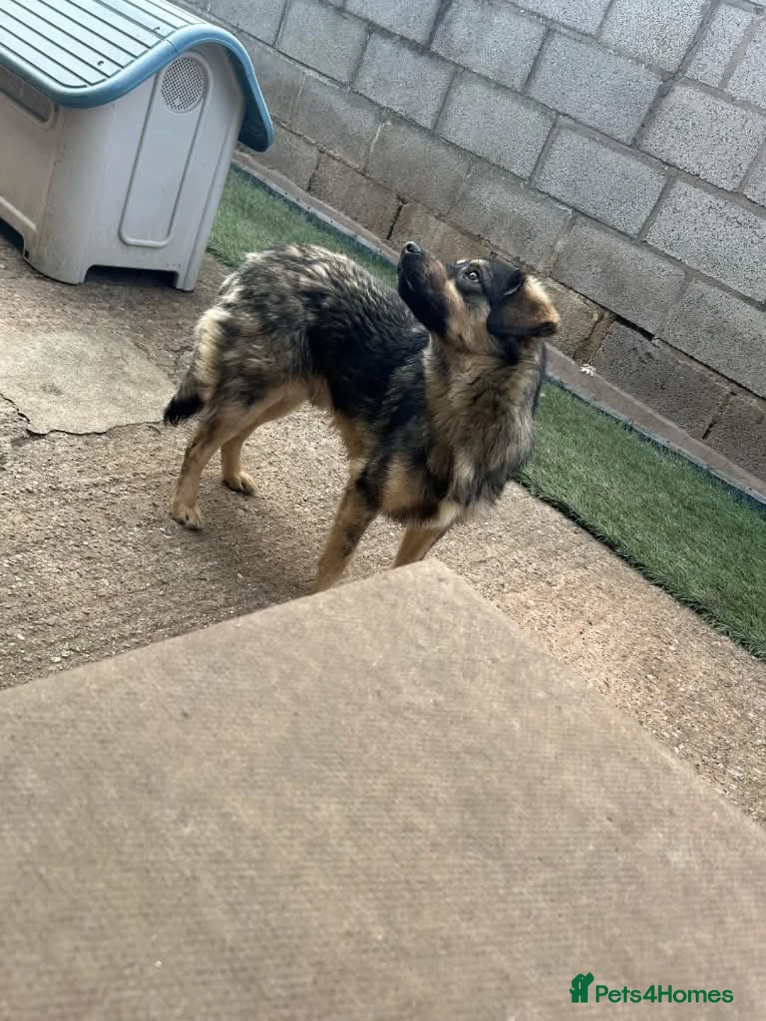 Mixed Breed dogs for adoption: Meet Isacc, currently residing in Cheshire  in Nantwich - Advert 14