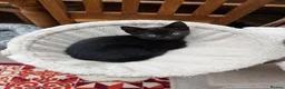 Mixed Breed cats for sale: 2 beautiful playful kittens for sale - Advert 4