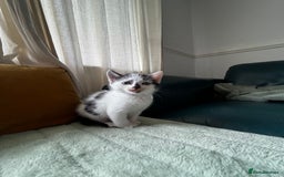 Mixed Breed cats for sale: Mixed breed longer haired  - Image 3