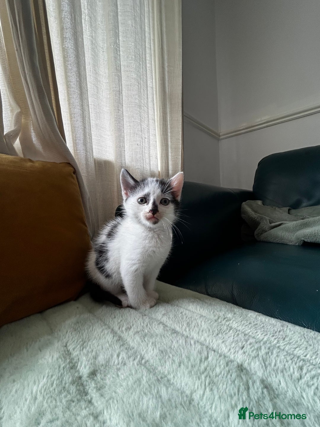Mixed Breed cats for sale: Mixed breed longer haired  - Image 3