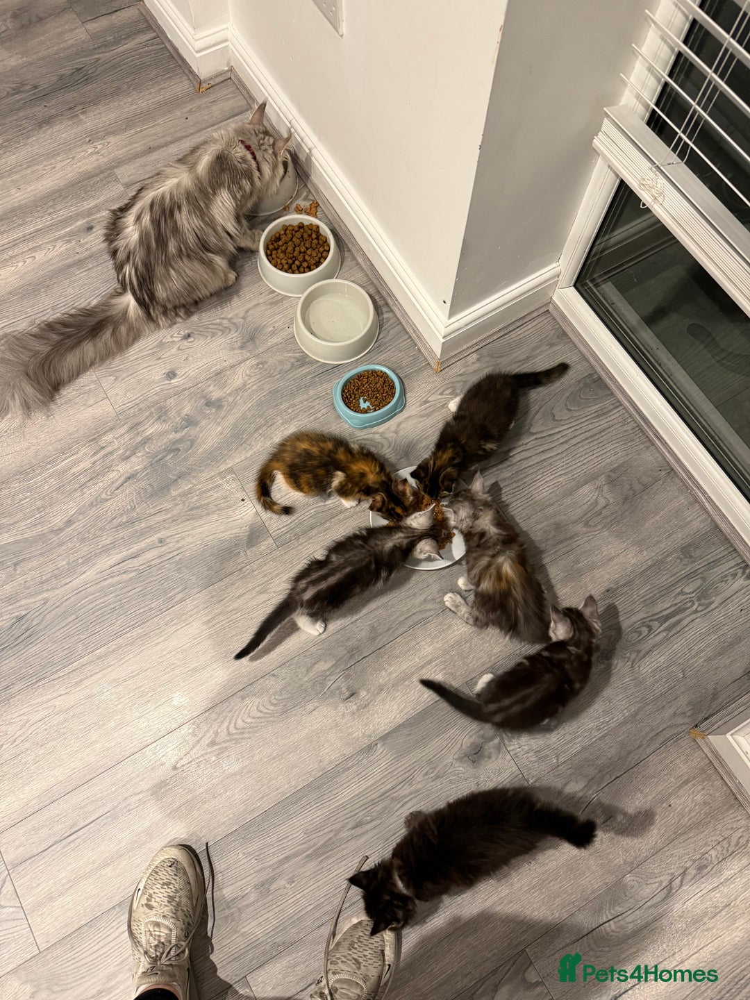 Mixed Breed cats for sale: Maine coon / Tabby kittens - Image 12