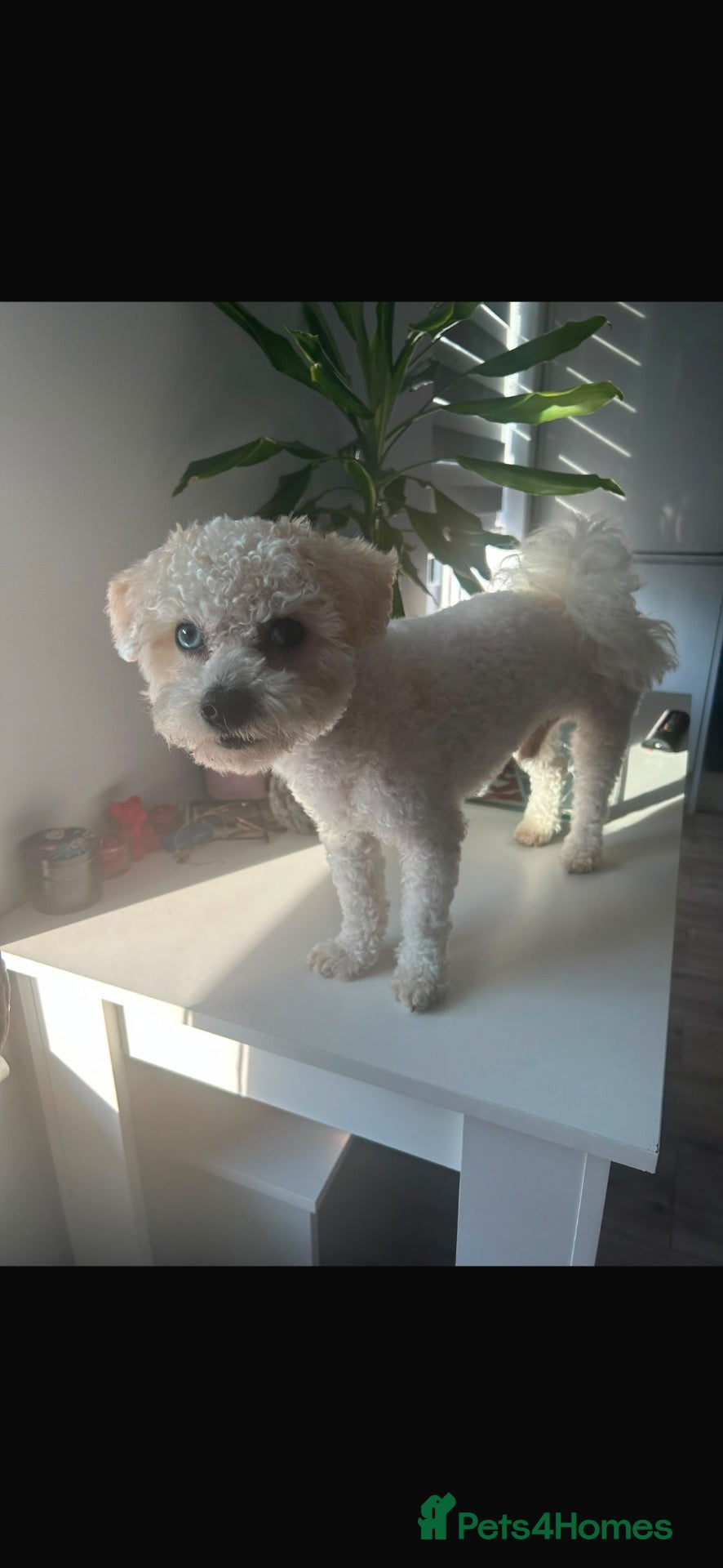 Toy Poodle dogs 🐾Handsome Poochon stud available 🐾 - Advert 2