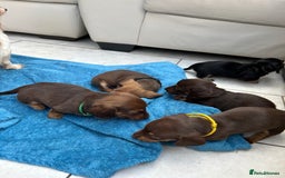 Dachshund dogs for sale: Mini Long-hair dachshund  - Image 13