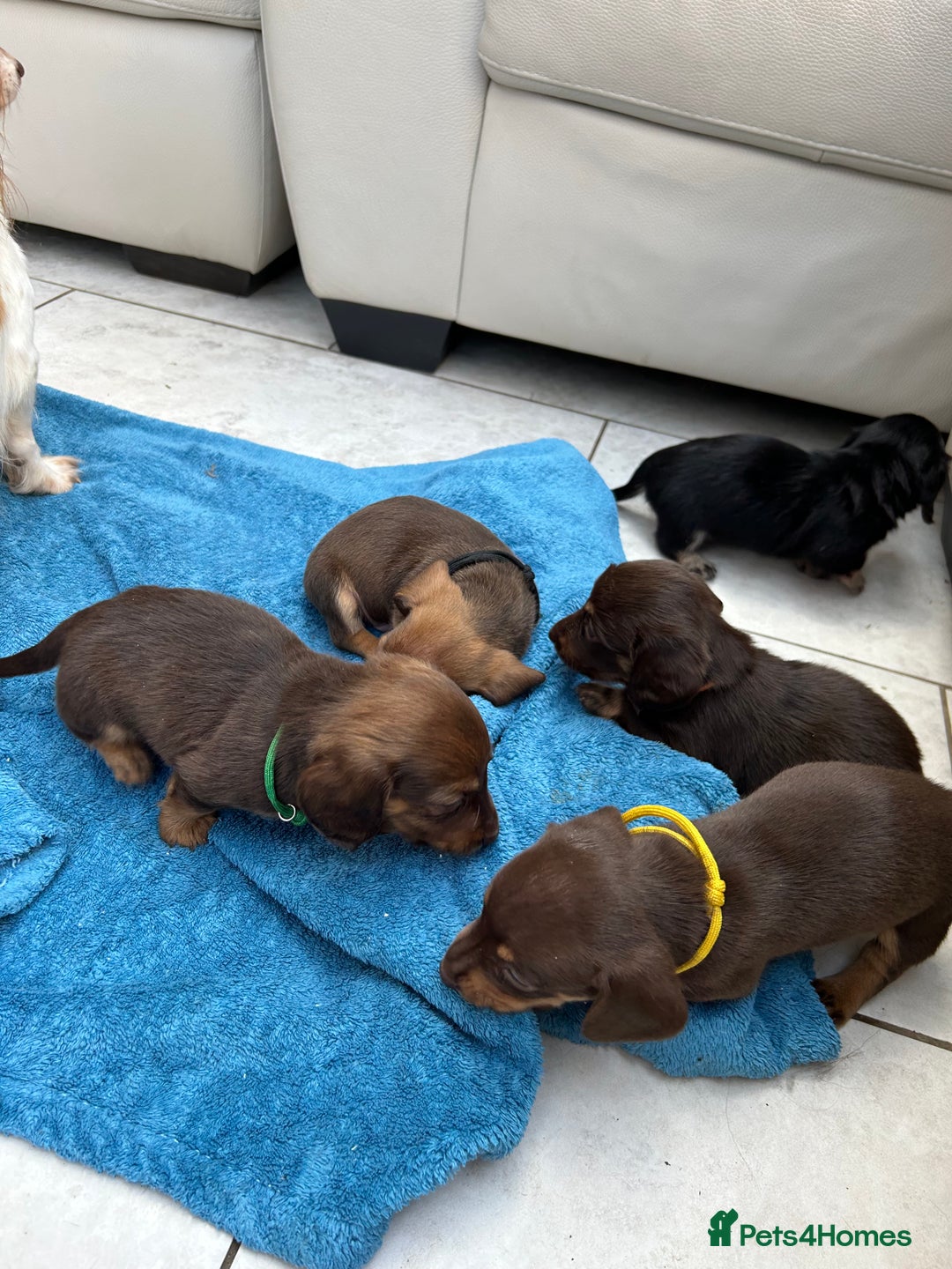 Dachshund dogs for sale: Mini Long-hair dachshund  - Image 13