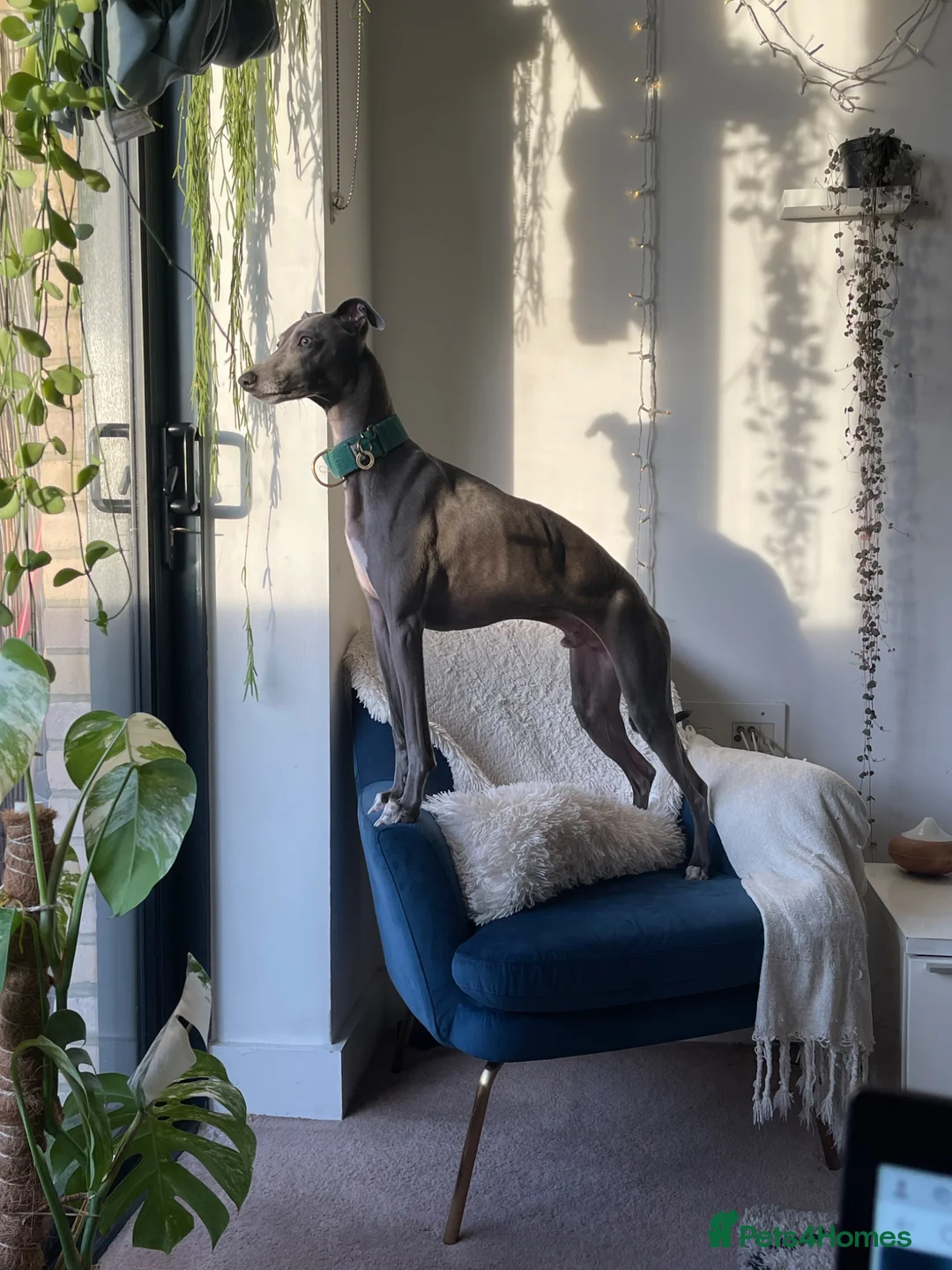 Mixed Breed dogs for sale: 4 year old male whippet/italian greyhound  - Advert 2