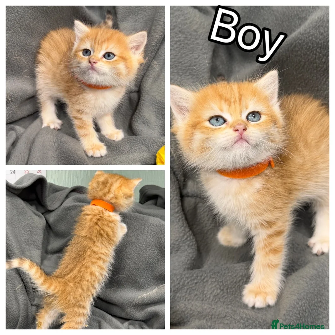 British Shorthair cats for sale: ✨Golden British Shorthair kittens ✨ - Advert 2