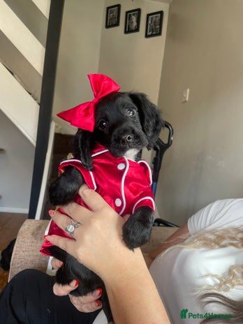 Cocker Spaniel dogs - Advert 6