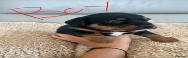 Mixed Breed 4