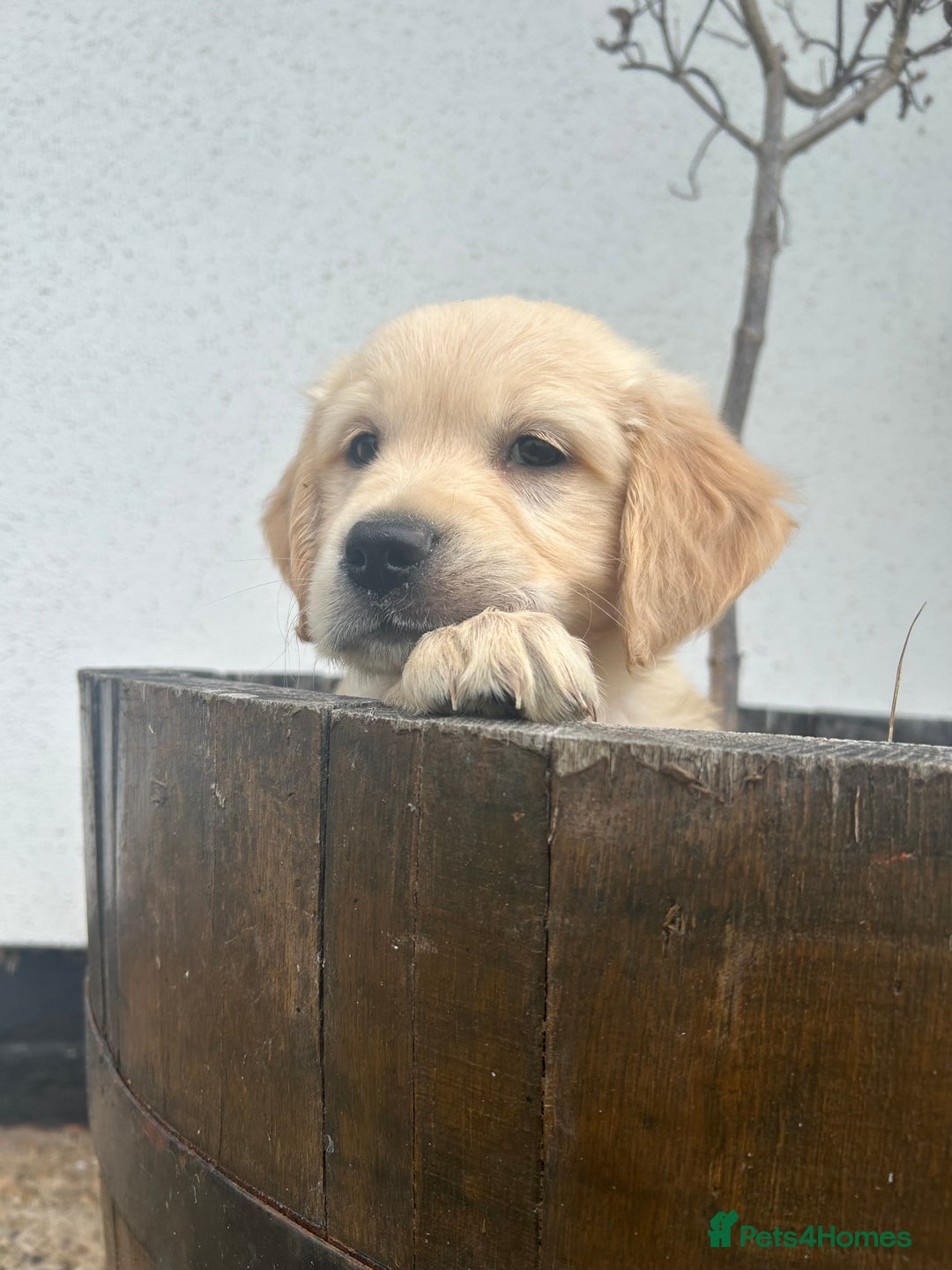 Golden Retriever dogs for sale: Kc registered Golden Retriever puppies available  - Image 6