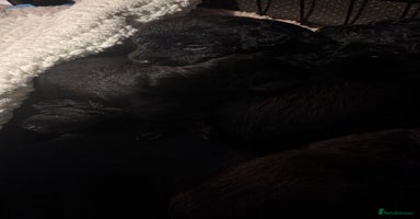 Mixed Breed dogs - Advert 2