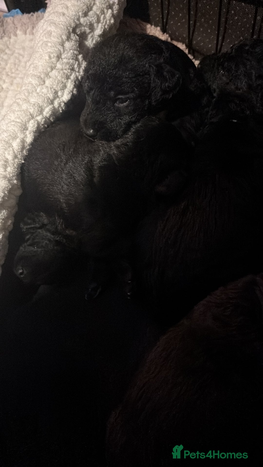 Mixed Breed dogs for sale: 3/4 bedlington  - Image 3