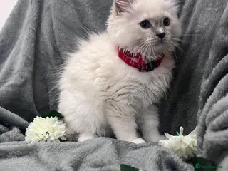 Ragdoll cats Amazing Ragdoll - Advert 1