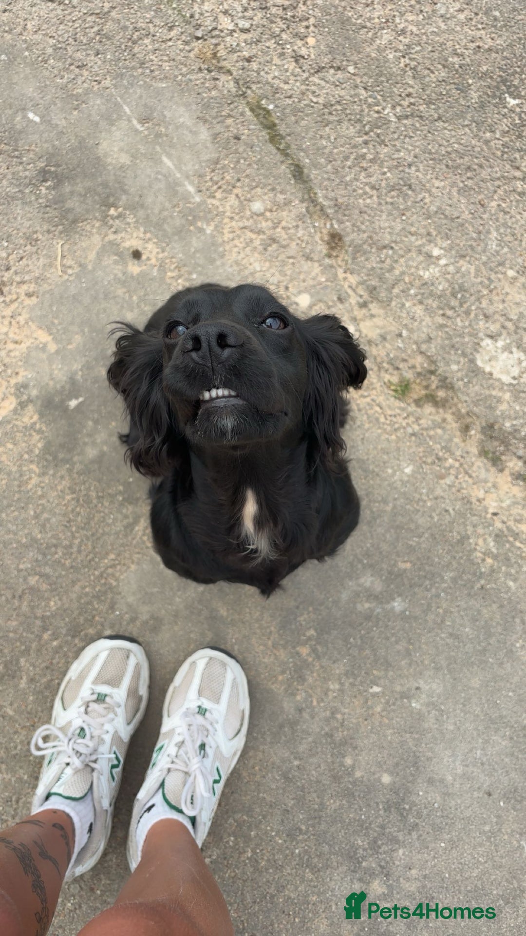 Cocker Spaniel dogs for sale: KC Reg Female Cocker Spaniel - Image 6