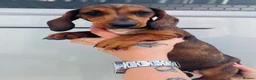 Miniature Dachshund dogs for sale: True to breed these little dachshunds  - Advert 3