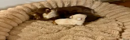 Chihuahua dogs for sale: Longhaired Chihuahua female pups - Advert 5