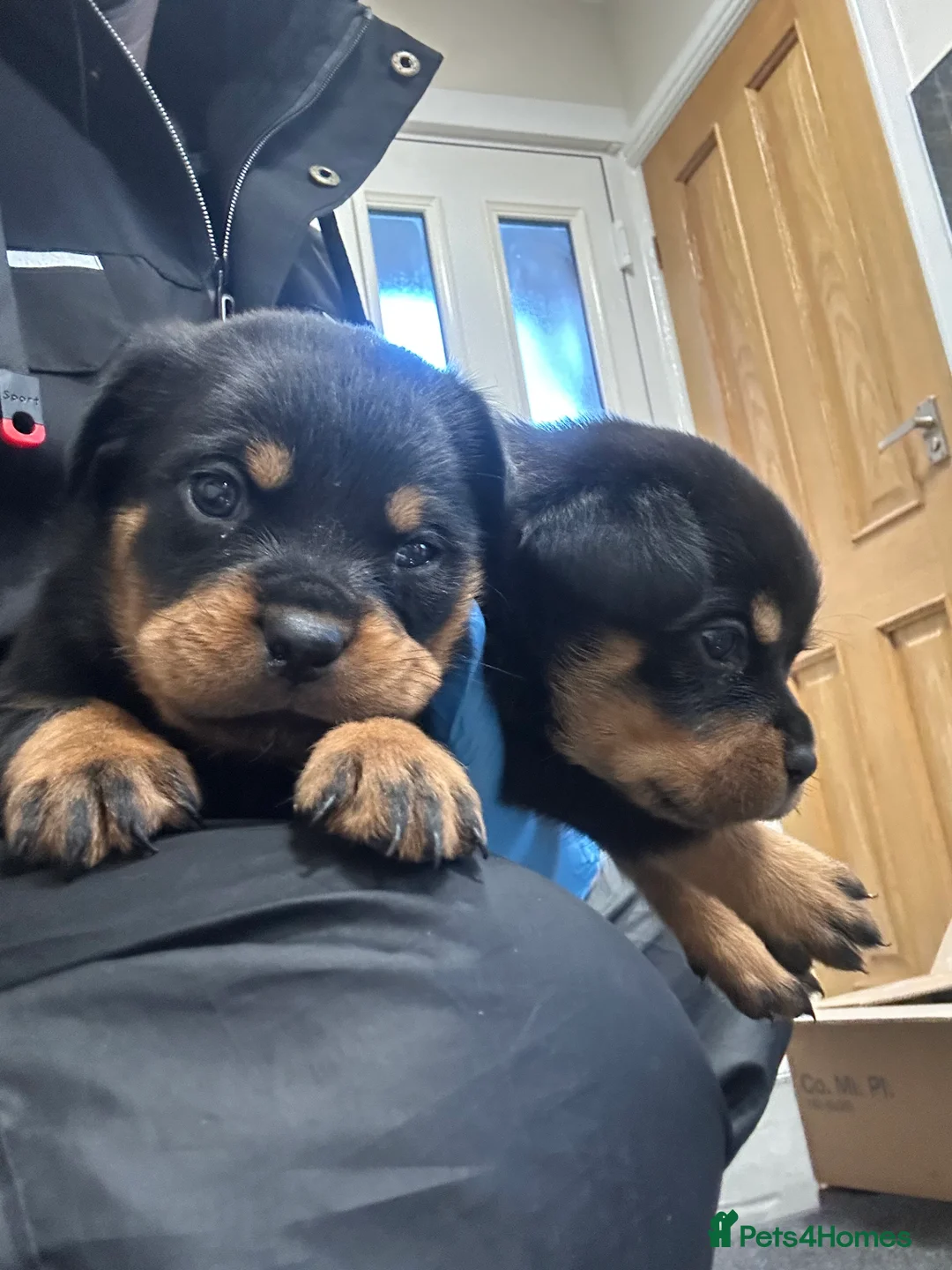 Rottweiler dogs for sale: Champion  bloodline Rottwiler Puppies  - Advert 12