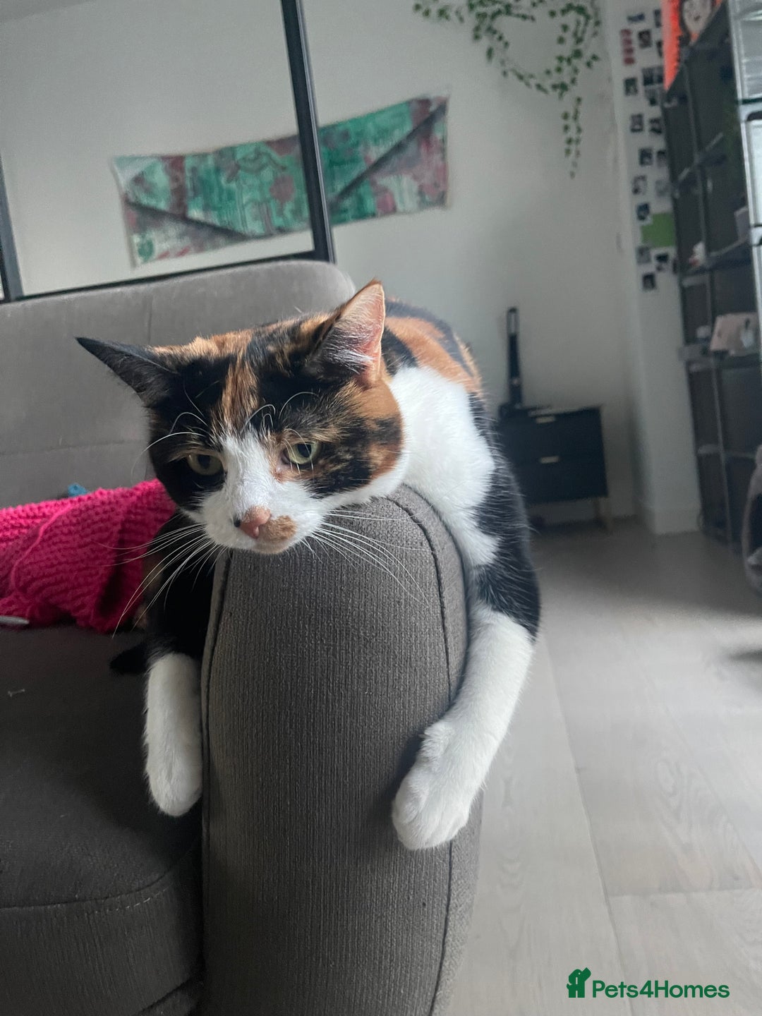 Domestic Shorthair cats for sale: FIONA NEEDS A NEW HOME ASAP - Advert 6