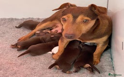 Jack Russell dogs for stud: jack russell stud  - Image 9