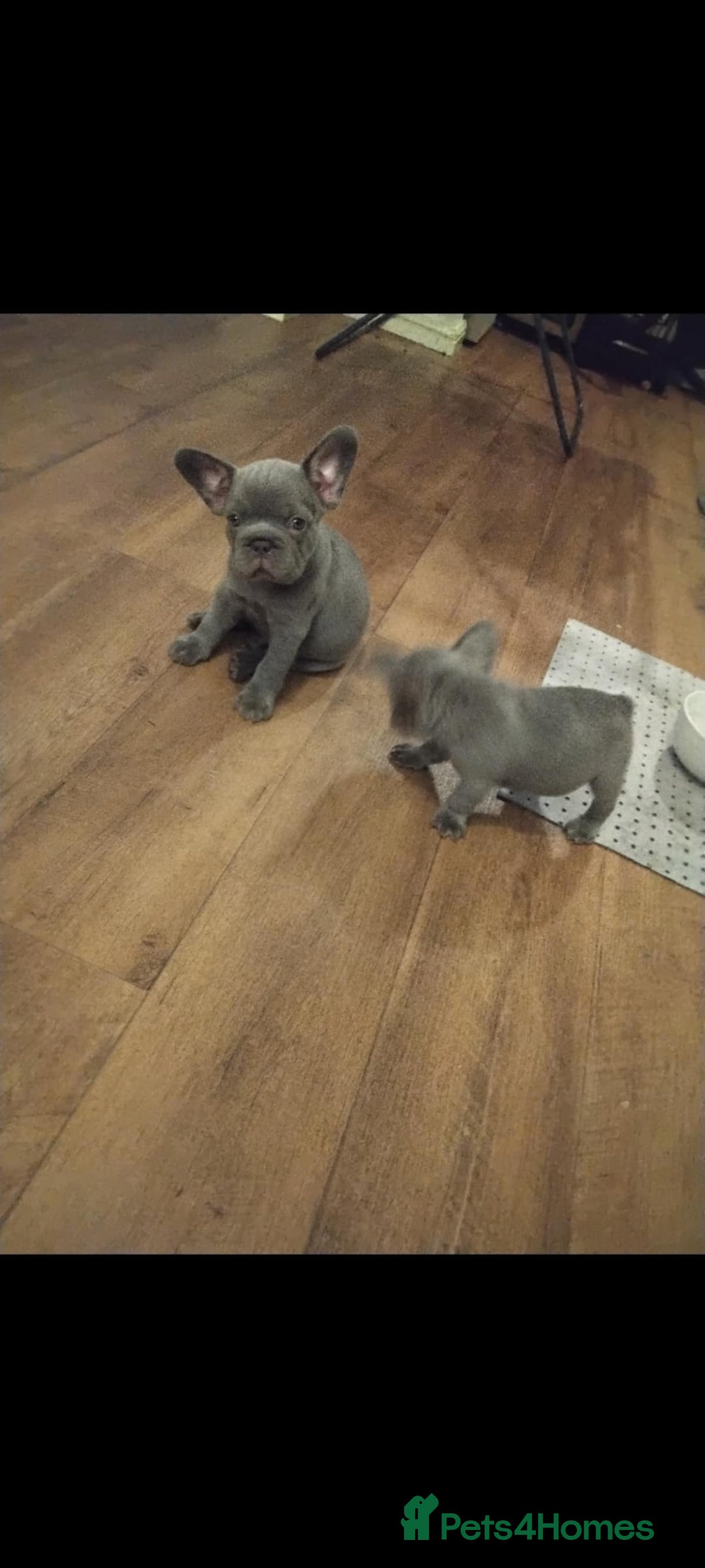 French Bulldog dogs for sale: X4 frenchbulldogs/fluffy carriers - Image 5