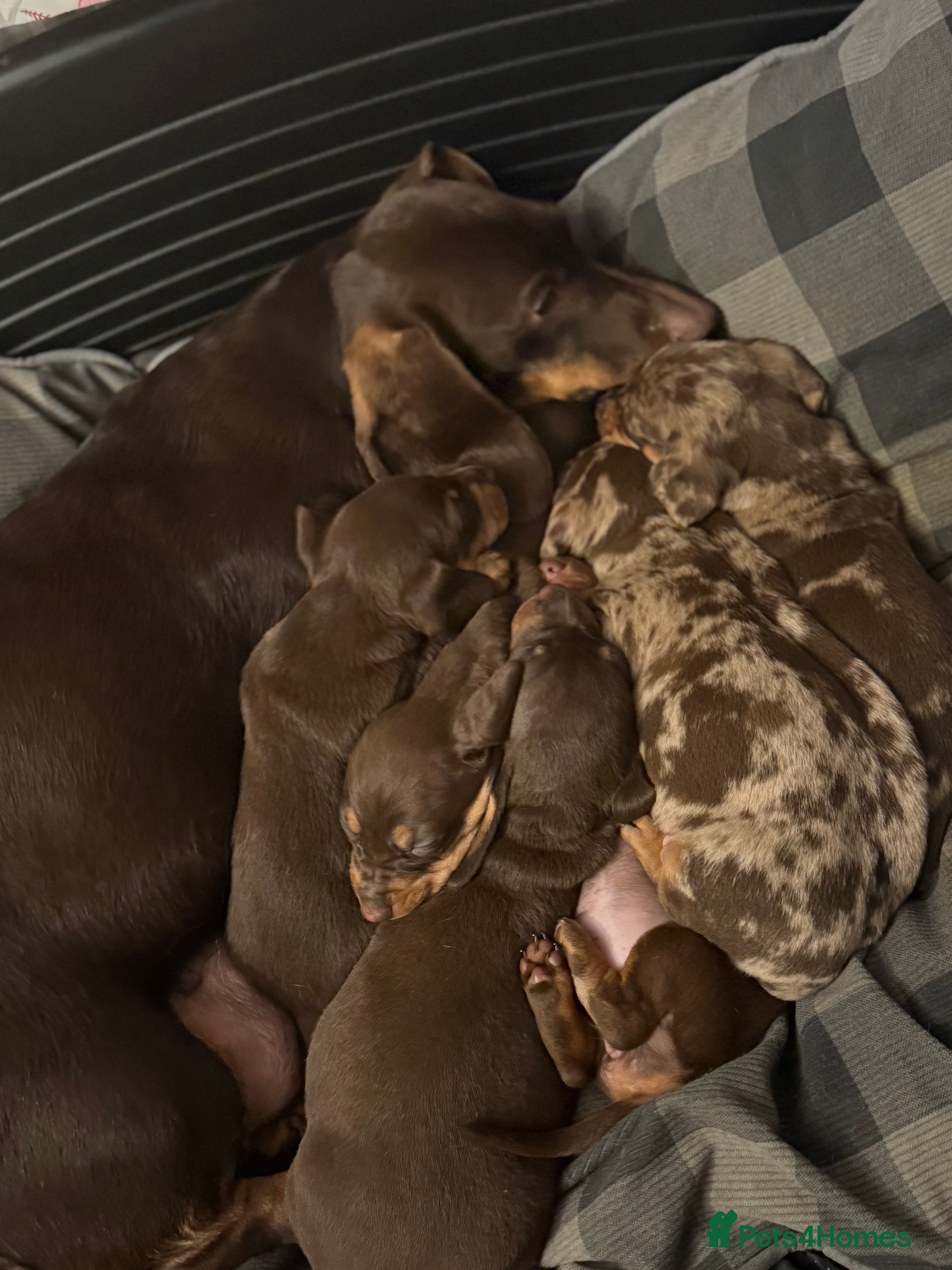 Dachshund dogs Lovely Dachshunds!  - Advert 1