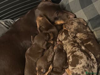 Dachshund dogs Lovely Dachshunds! - Advert 1