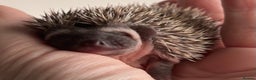 Pygmy Hedgehog rodents for sale: Girls Boys Ethically Bred African Pygmy Hedgehogs - Advert 5