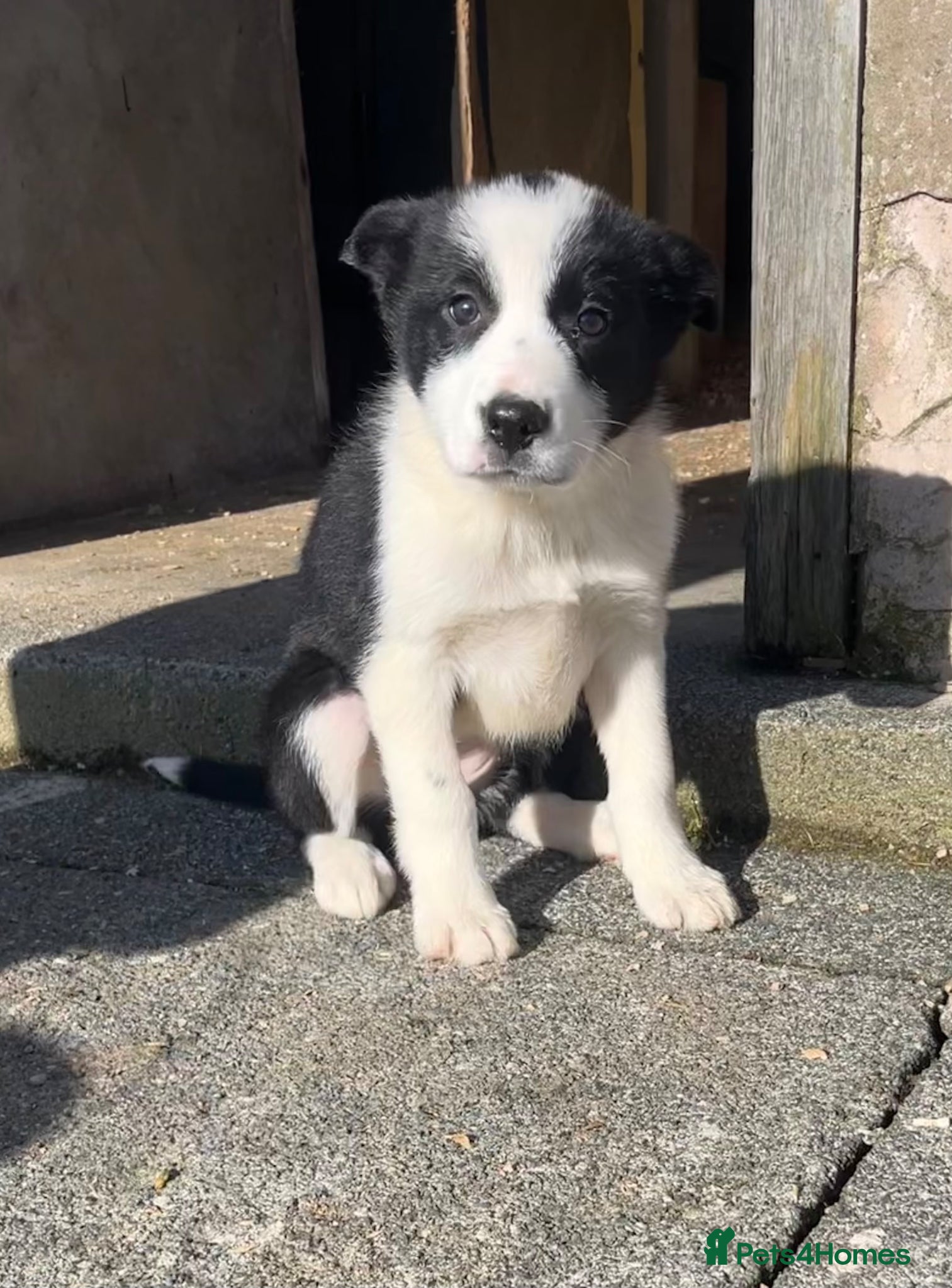 Border Collie dogs 3 Collie Pups *ready to go* - Advert 17