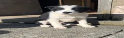 Border Collie dogs for sale: 3 Collie Pups *ready to go* - Advert 1