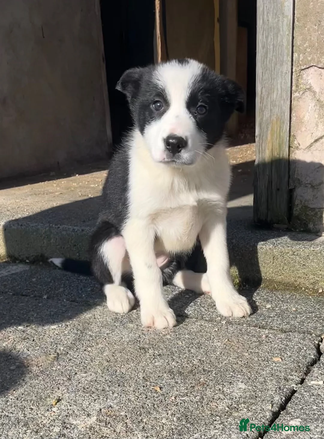 Border Collie dogs for sale: 3 Collie Pups *ready to go* - Advert 1