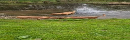 Labrador Retriever dogs for sale: Fox red labradors in Clitheroe - Advert 2