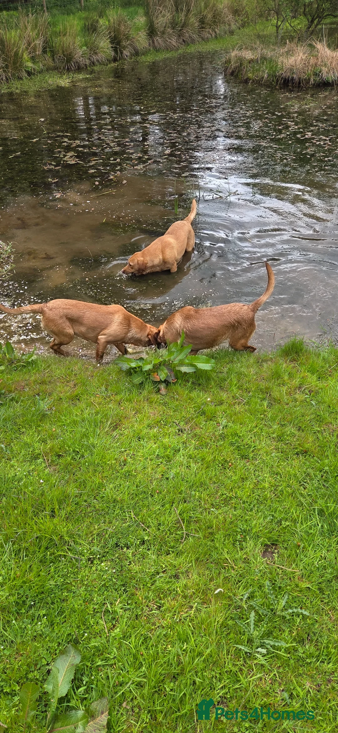 Labrador Retriever dogs for sale: Fox red labradors in Clitheroe - Advert 2