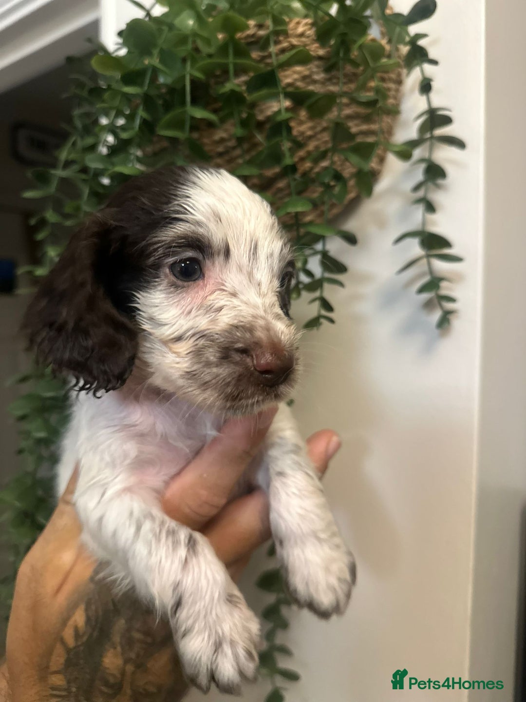 Sprocker dogs for sale: Sprocker puppies  - Image 12