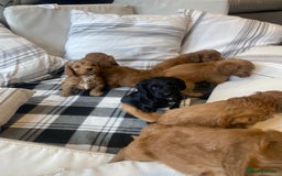 Mixed Breed dogs for sale: F1B Cockapoo puppies - Image 2