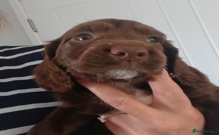 Cocker Spaniel dogs - Advert 4